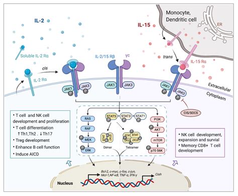 Cancers | Free Full-Text | Immunomodulatory Effects of IL-2 and IL-15; Implications for Cancer ...