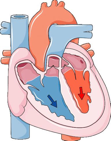 2: Diagram of the cardiac cycle in four steps: (a) atrial diastole, (b)... | Download Scientific ...