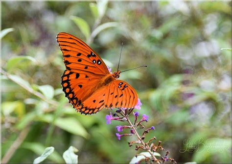 Libby’s Backyard Wildlife Habitat – Wildlife Habitat, Butterfly Garden ...