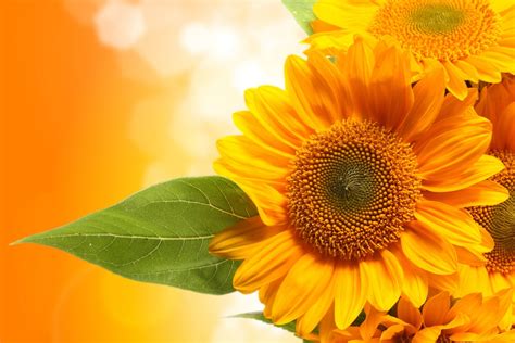 Download Nature Sunflower 4k Ultra HD Wallpaper