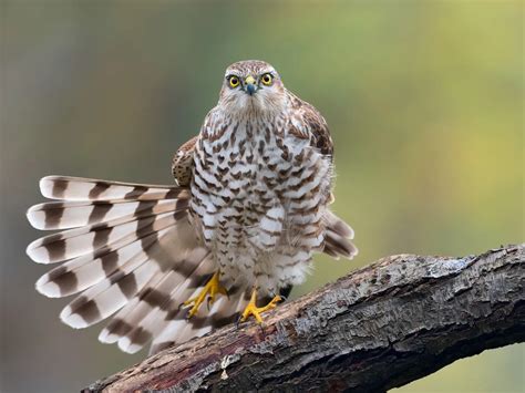 Sparrowhawk Hunting (Behaviour, Prey, Techniques + FAQs) | Birdfact