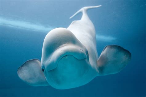 Beluga Whale Wallpapers - Wallpaper Cave