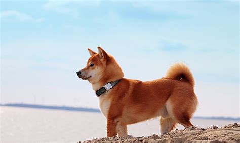 Shiba Inu Names for Your Little Furry Friends – Pet Guide Reviews