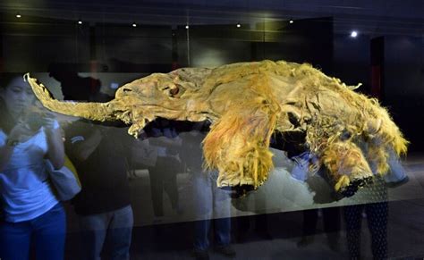 Woolly mammoth cells brought back to life in shocking scientific achievement | Fox News