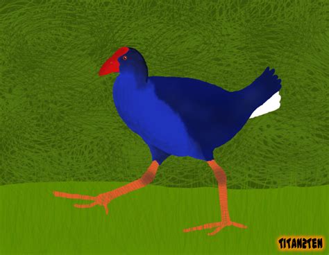 Pukeko Drawing by TiTaN2TeN on DeviantArt