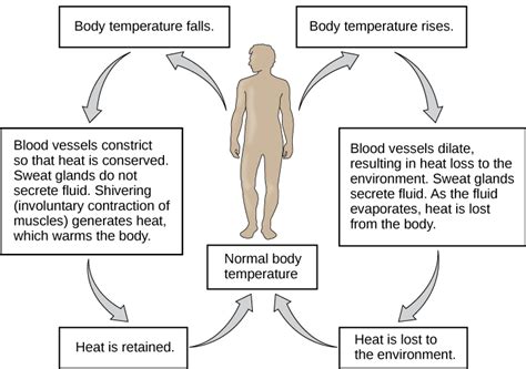 Homeostasis Examples In Animals