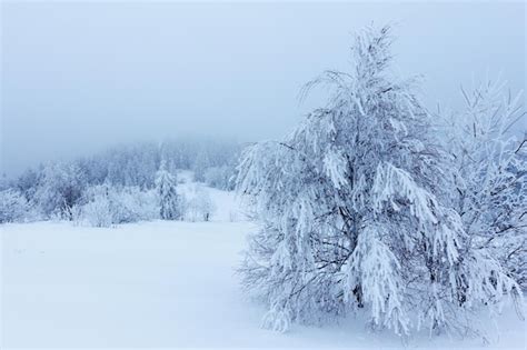 Premium Photo | Winter landscape with snowy fir trees