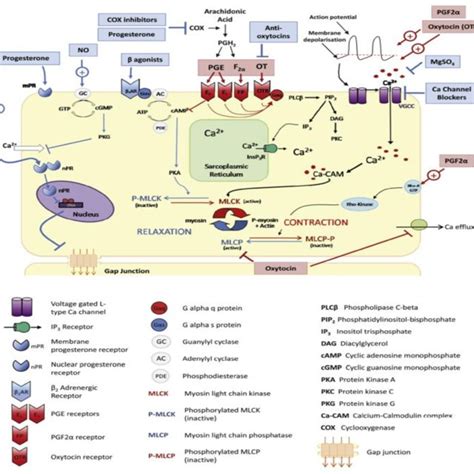 Schematic diagram show the major mechanisms of action by the different... | Download Scientific ...