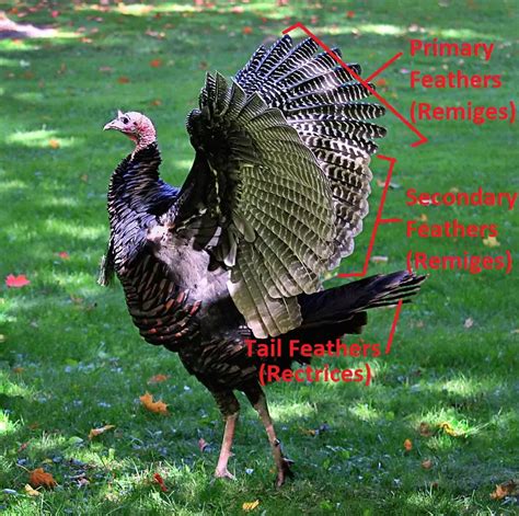 All About Turkey Feathers - Strutting Tom.com