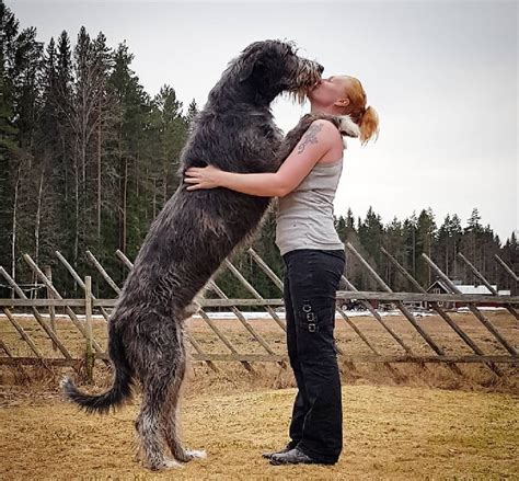 All About Irish Wolfhound Dog Breed – Origin, Behavior, Trainability ...