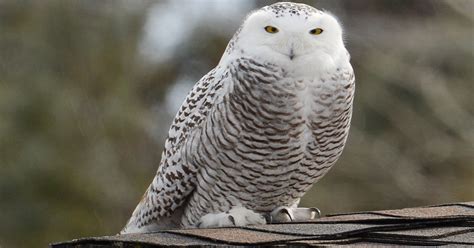 Snowy owls in Manitowoc, Wisconsin: Record number recorded this winter