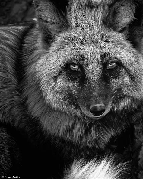 Black morph Red Fox at sanctuary v2 on Behance