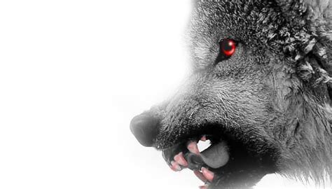 Bloody Wolf by W0lf-L0ver on DeviantArt