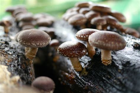 Fancy growing shiitake mushrooms at home? Here’s how – in logs or sawdust