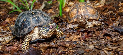 Box Turtle Habitat