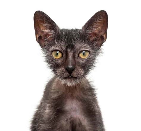 Lykoi Cat: Is It A Best Match For You?