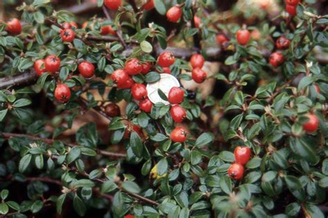 Cotoneaster dammeri 'Lowfast' | Landscape Plants | Oregon State University