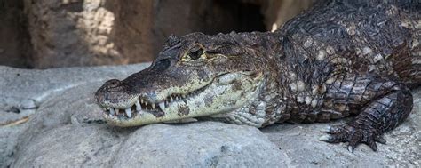 Spectacled Caiman | Lincoln Park Zoo