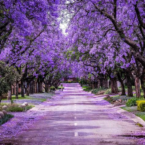 Jacaranda Trees for Sale– FastGrowingTrees.com