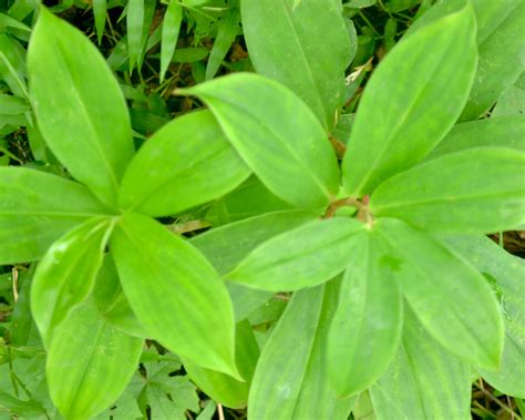 Organic Insulin Plant Leaves and Powder Herbal Diabetic Tea | Etsy