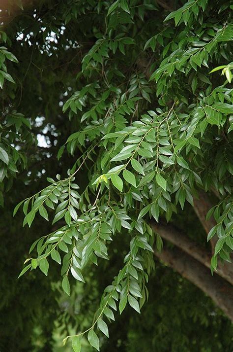 Drake Elm (Ulmus parvifolia 'Drake') at Calloway's Nursery ...