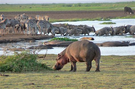 Red Dust Safaris — Lake Manyara National Park