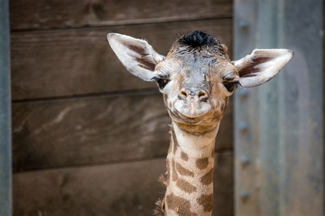 Fall in Love with the Houston Zoo’s Newest Baby - The Houston Zoo