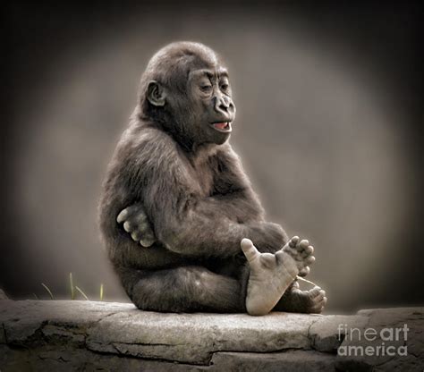 Baby Gorilla Singing to Himself Photograph by Jim Fitzpatrick - Pixels