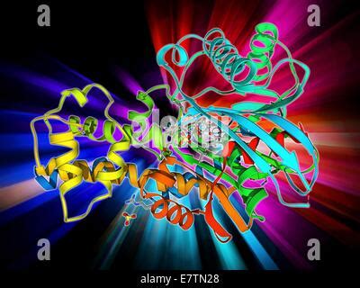 Hexokinase, molecular model. This enzyme promotes the conversion ...