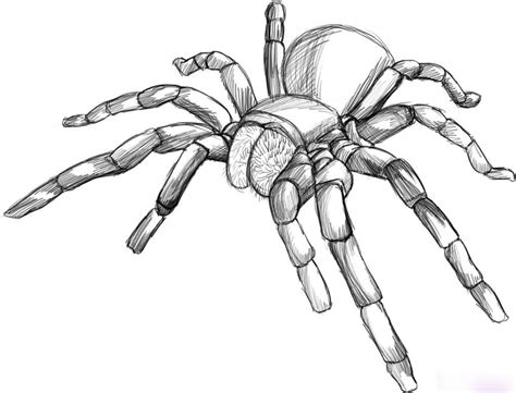 Tarantula Drawing Bugs Drawing, Spider Drawing, Spider Art, Art ...