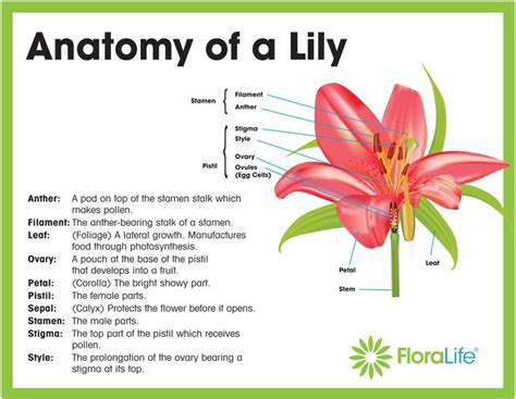 Anatomy of a Lily Flower
