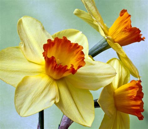 15 Gorgeous Daffodil Varieties