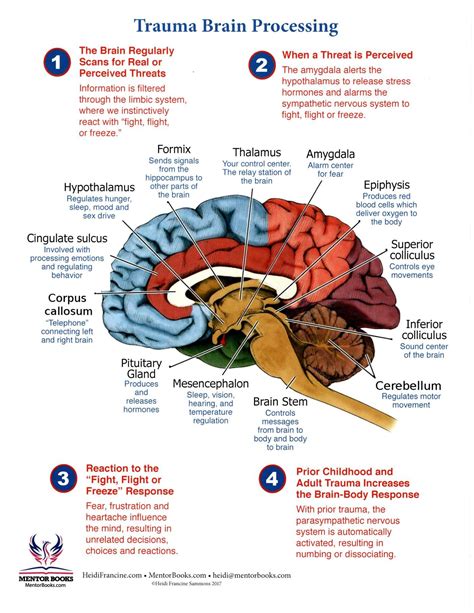 Diagram Of Brain Psychology