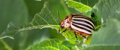 potato beetle - BioBee