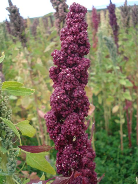 How to Cook Fluffy Quinoa and Health Benefits of Quinoa - Fablunch