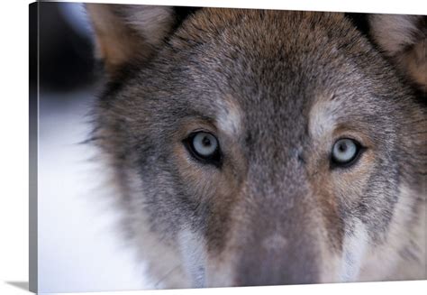 Gray wolf, eyes close up in the foothills of the Takshanuk mountains ...