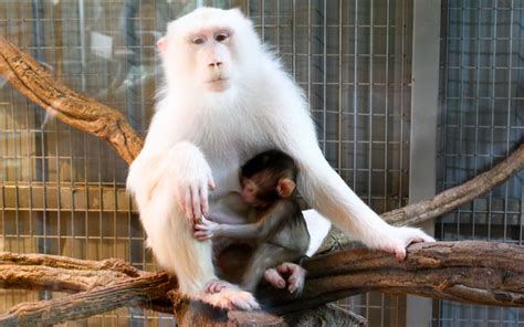 White Monkeys | Flickr - Photo Sharing!