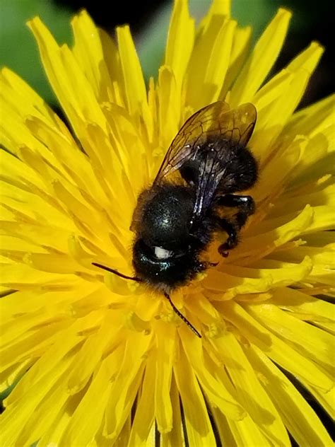 Mason bees for sale - Beediverse Mason Bees