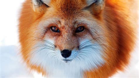 photography fox animals closeup Wallpapers HD / Desktop and Mobile ...