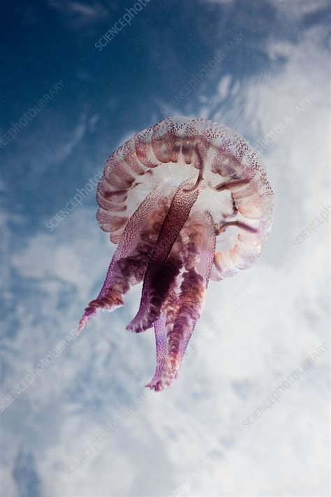 Mauve Stinger Jellyfish - Stock Image - C031/6839 - Science Photo Library