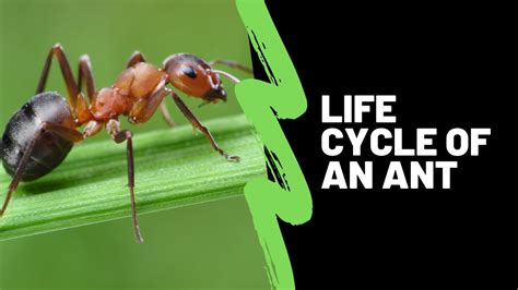 The Life Cycle Of An Ant - Ant Life Cycle Lesson For Kids - YouTube