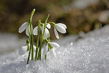 Royalty-Free photo: Selective color of white petaled flowers | PickPik