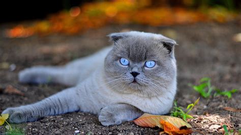 A beautiful white Scottish Fold cat with blue eyes Wallpaper Download 3840x2160