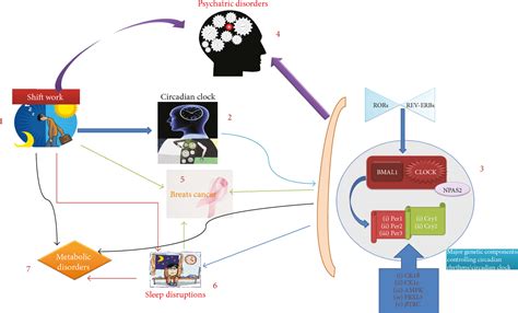 Figure 1 from Shiftwork-Mediated Disruptions of Circadian Rhythms and ...