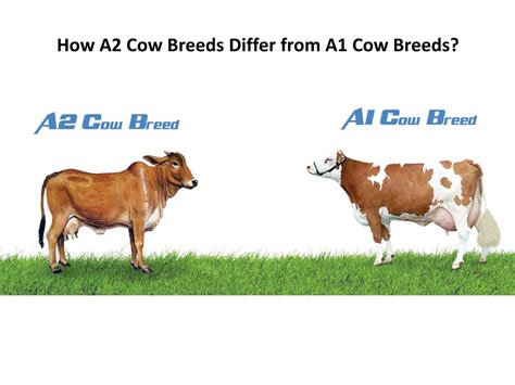 PPT - How A2 Cow Breeds Differ from A1 Cow Breeds? | GFO Farming PowerPoint Presentation - ID ...