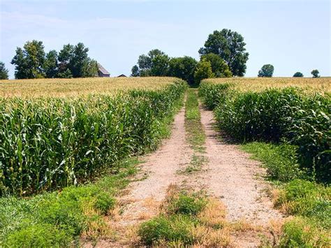 Cornfields of Iowa | Corn farmer, Farmer, Farm life