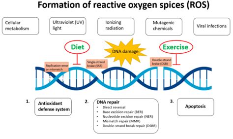 DNA damage and repair capacity related to diet and exercise: a new ...