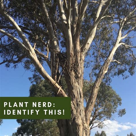 A Plant Nerd Answers: How to ID a Gum Tree - Hunter Region Landcare Network