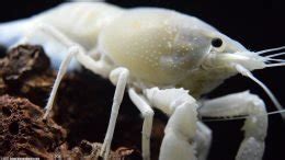 White Crayfish: Care, Size, Feeding, Tankmates & Molting - Video