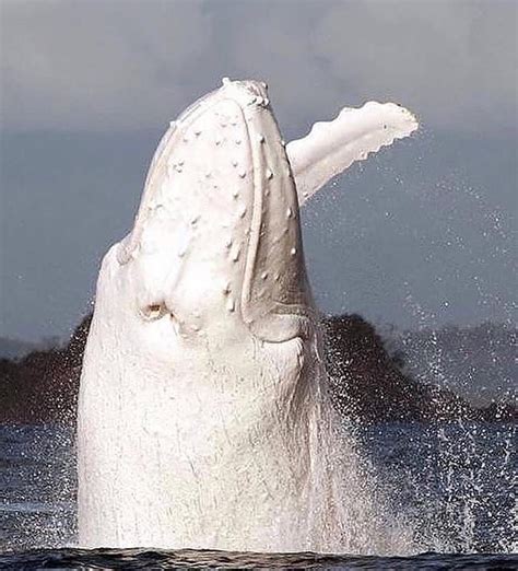 🔥 Albino whale breaching. 🔥 : NatureIsFuckingLit